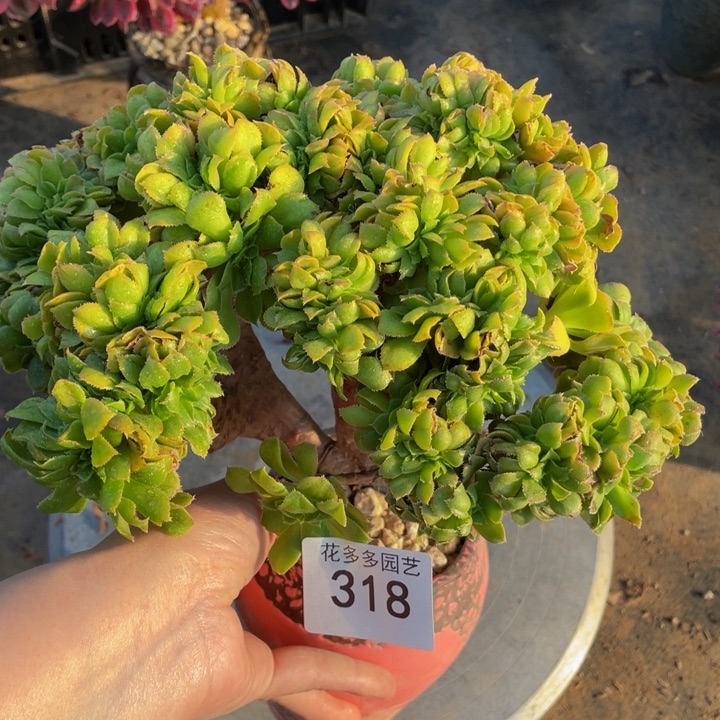 318号阿道夫法师缀花微瑕