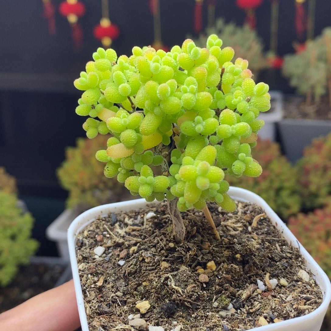 408号金桔糖球枝干多肉