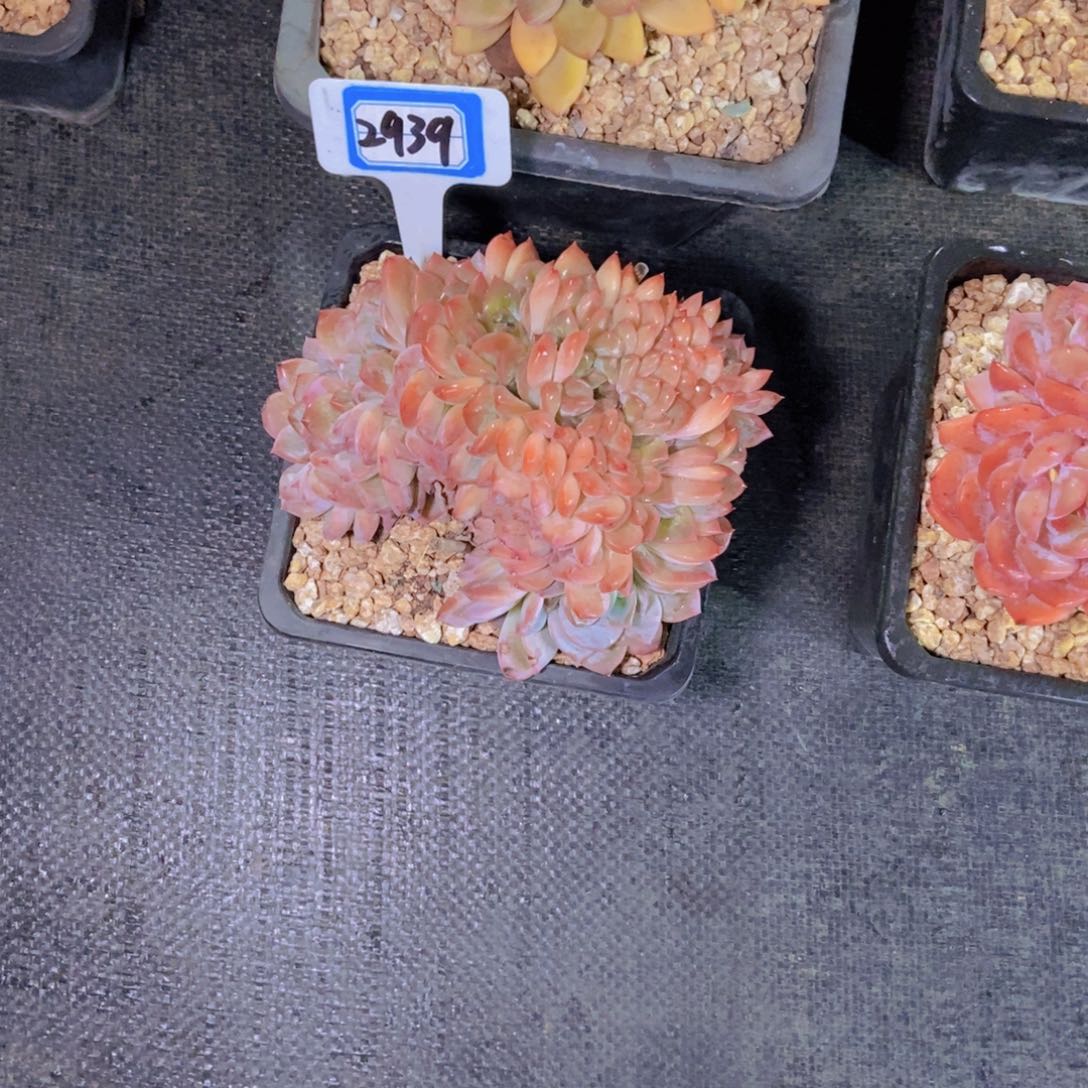 小***～2939冰魄缀化一颗