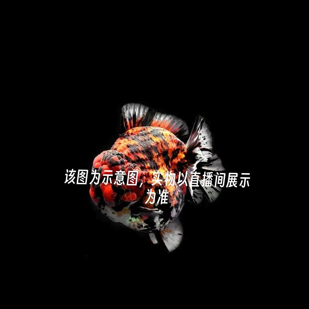 精品泰狮金鱼活体观赏鱼