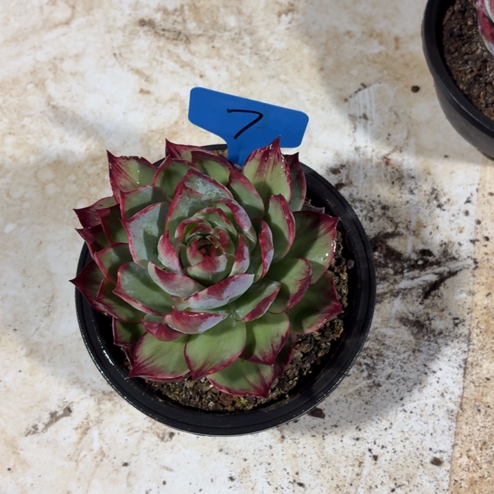 7号惊鸿仙子红红火火