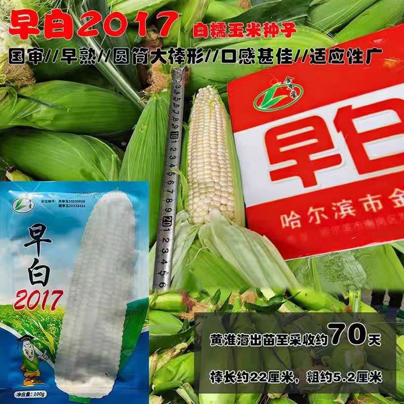 早白2017早熟白糯玉米种籽高产绿皮大棒非转白粘糯玉米种子