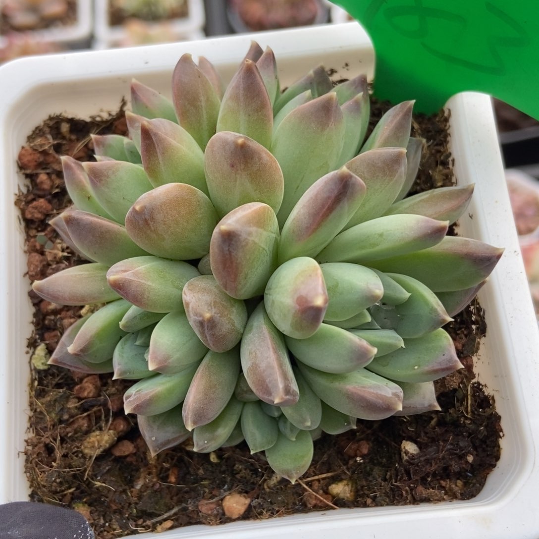 783牧斯美人多肉植物保护