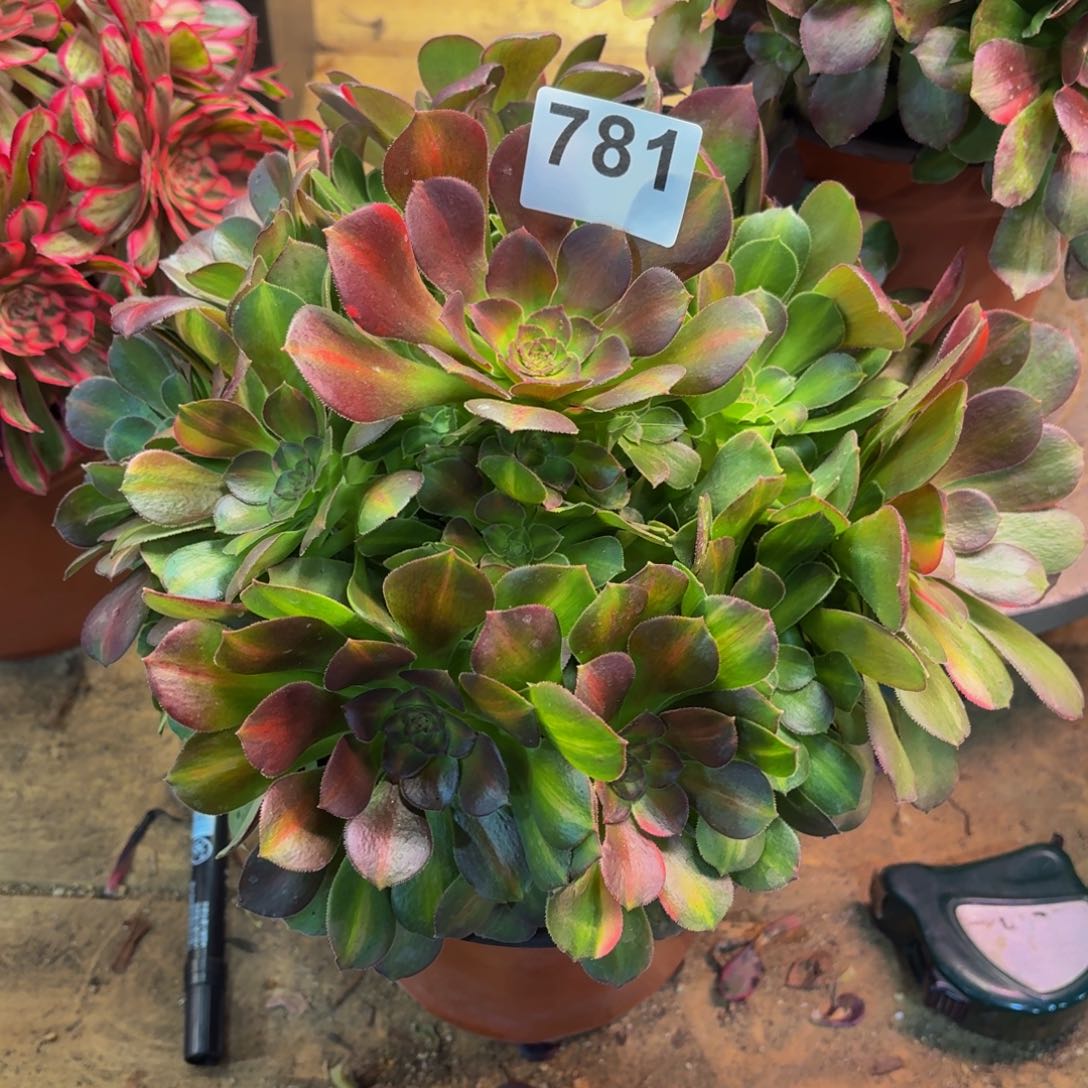 星**我多肉法师韶秀七彩781