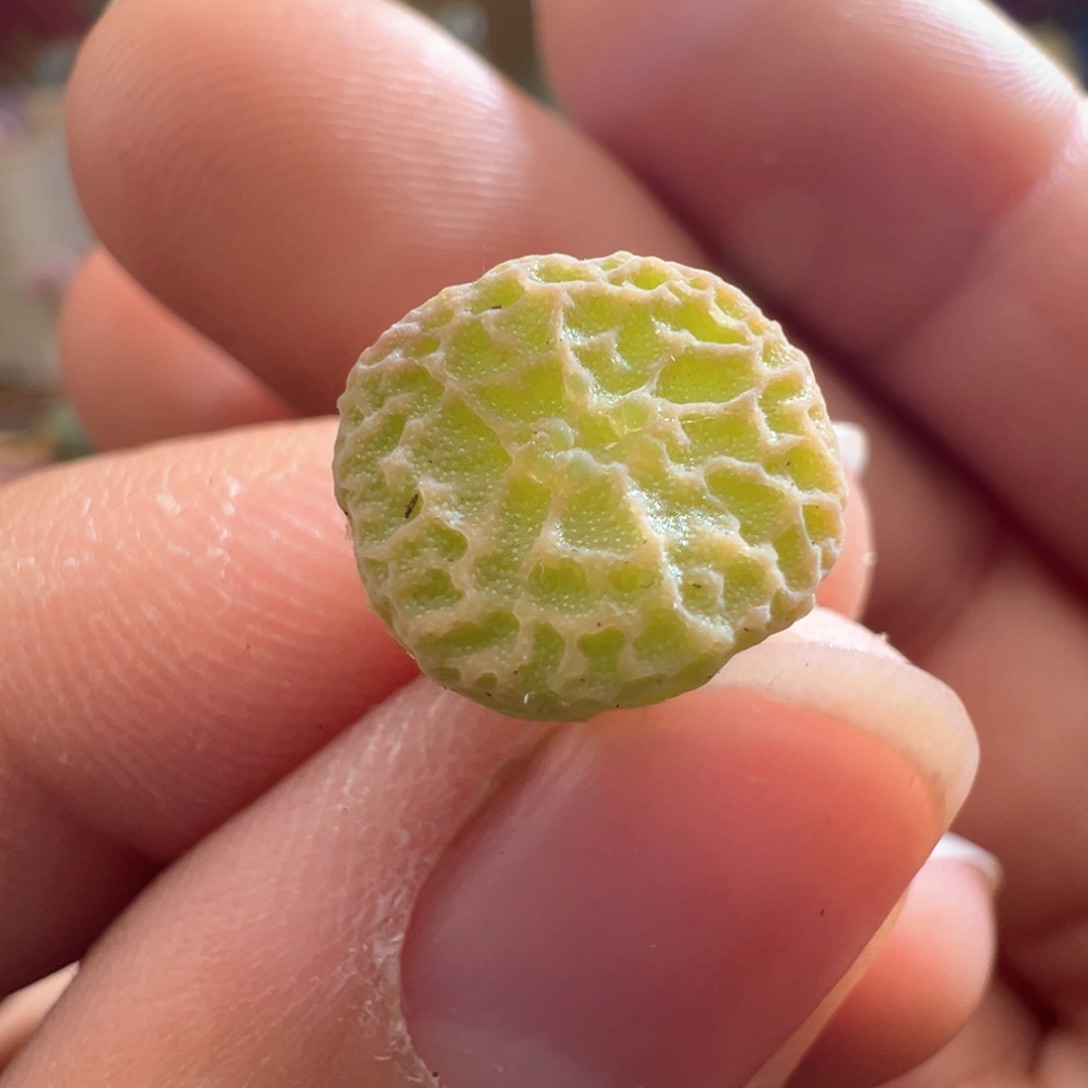 179。青蛙种源DT7778超烧