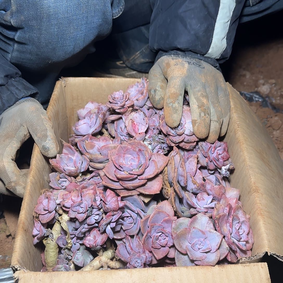 箱拍彩虹糖多肉轻微断肢不售后看好在拍