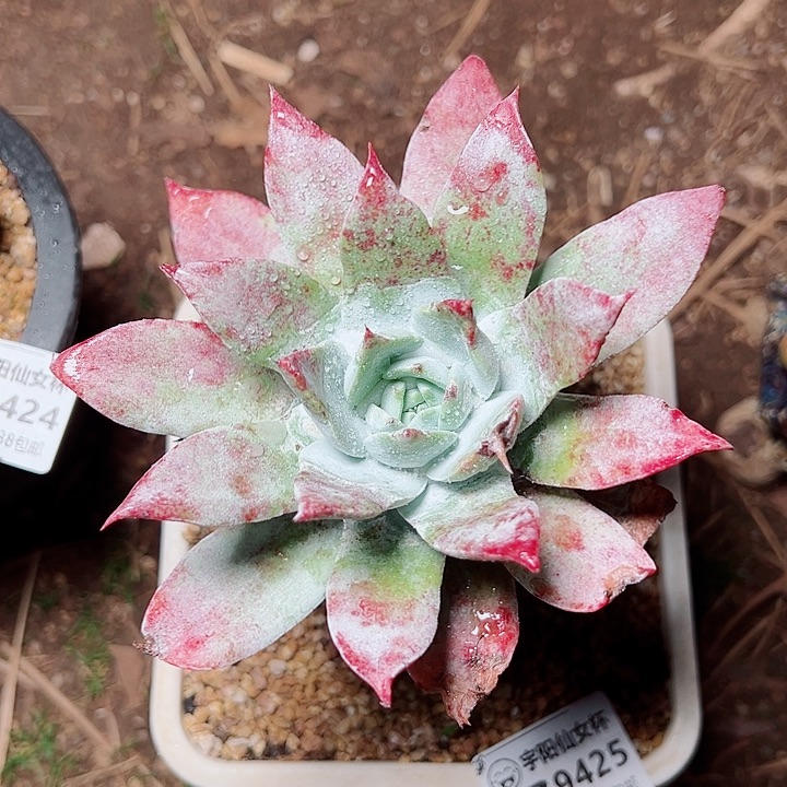 9425刘丹雪山仙女杯多肉