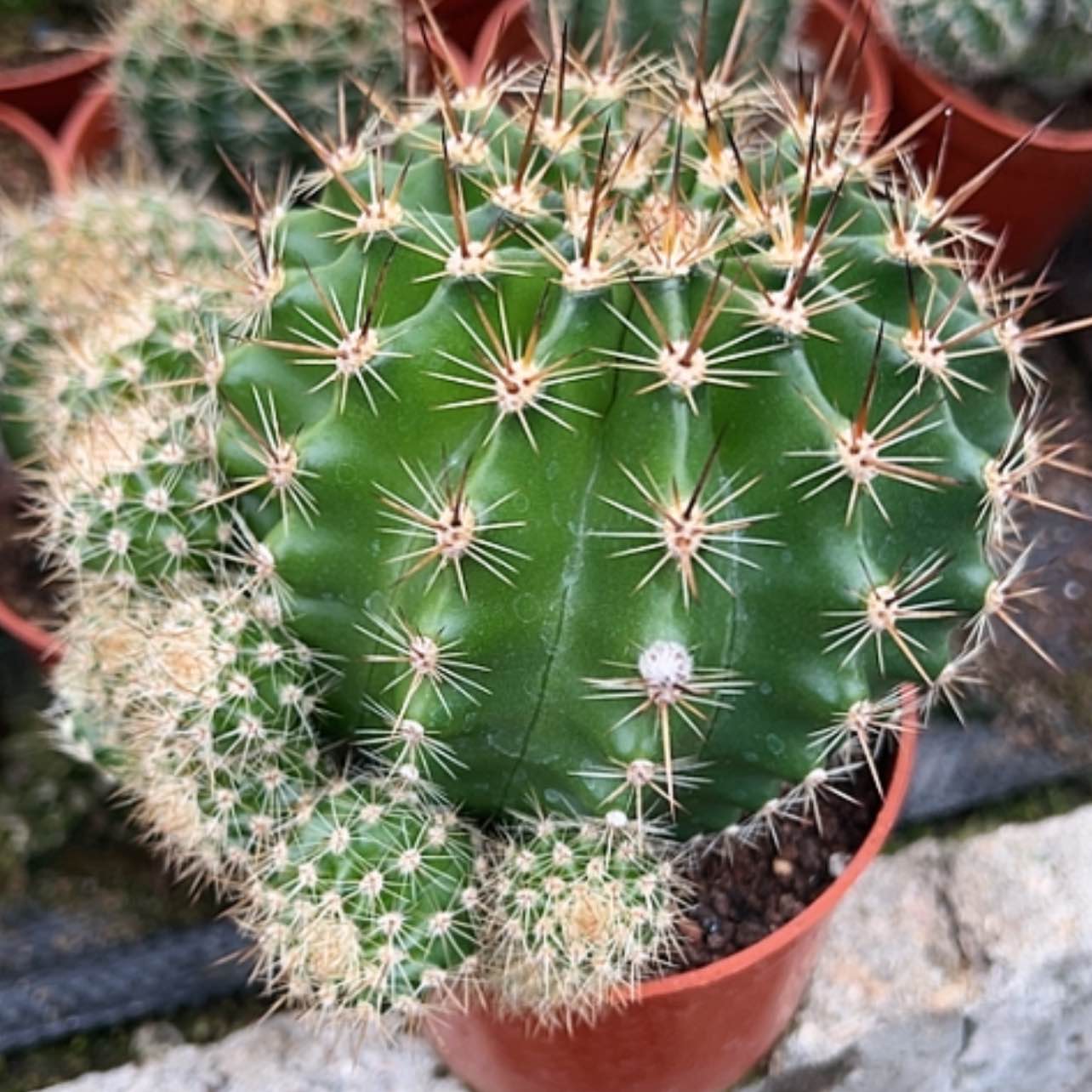 【闪购商品】花花花花