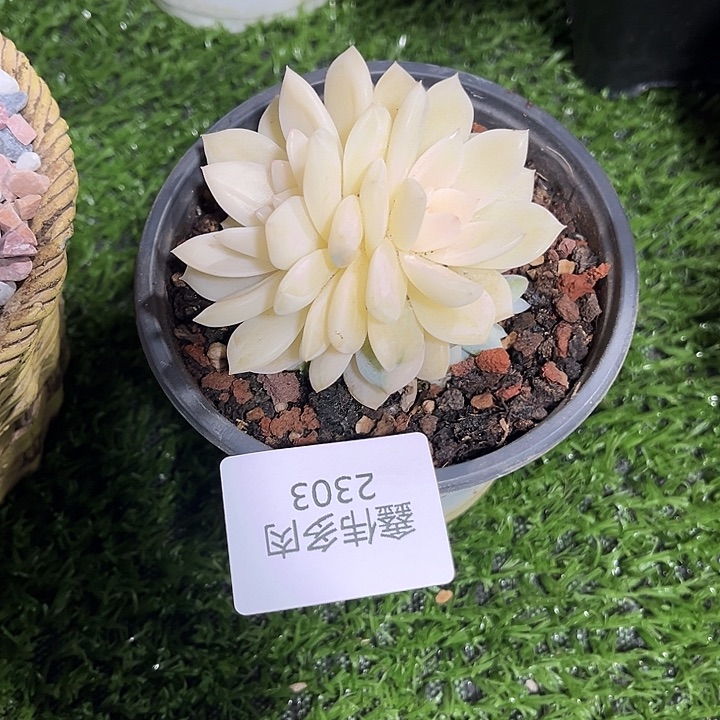 鑫伟多肉橙梦露锦2303