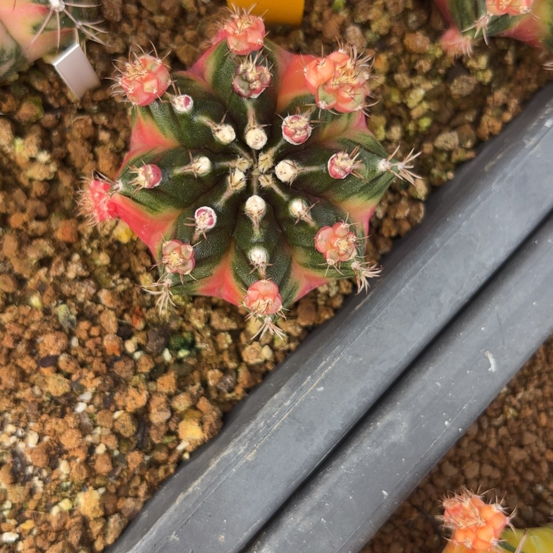 159-1213泰国发货多肉