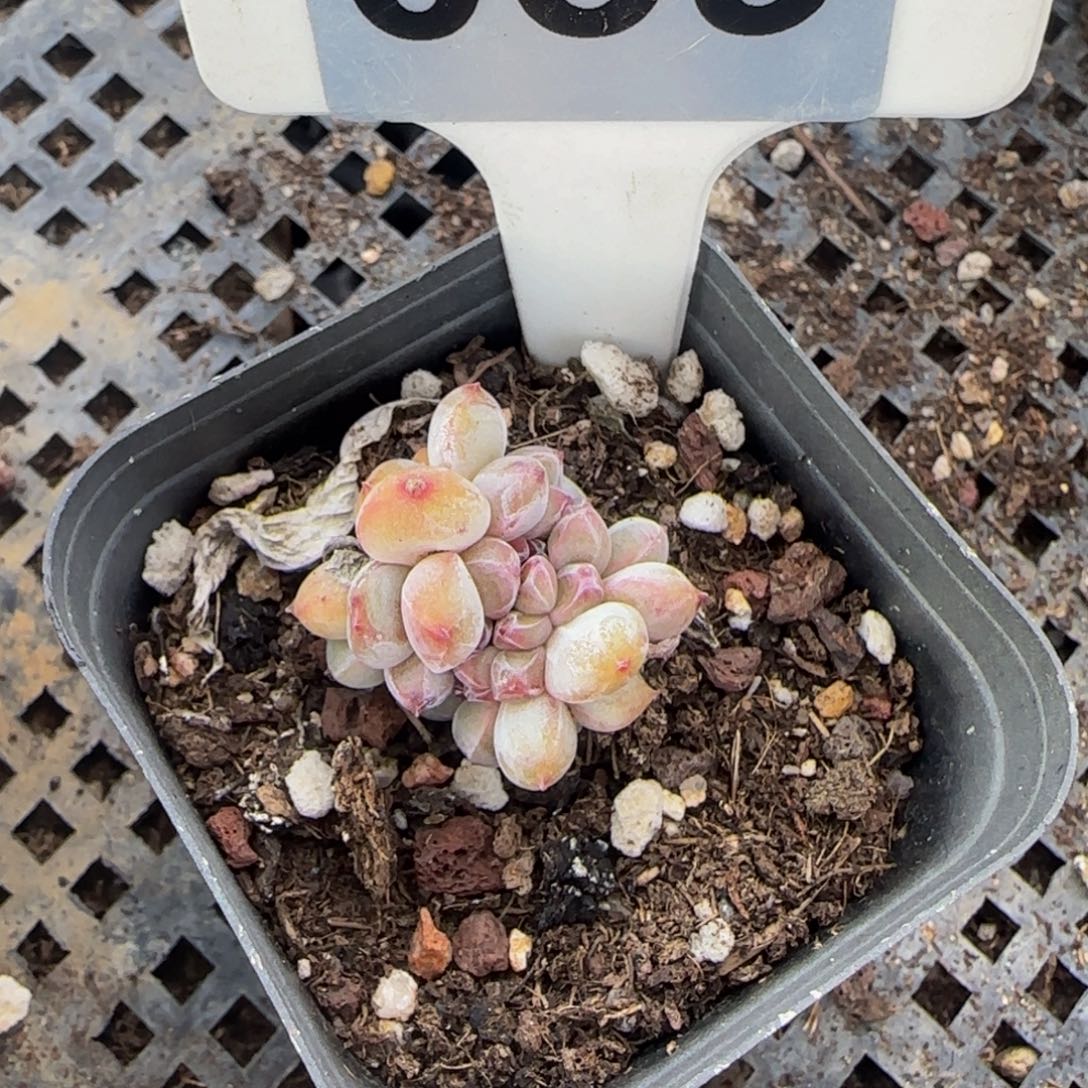 059 号一物一拍特价福利