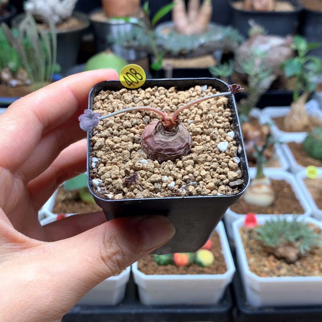 肾叶杨葵母本带盆408