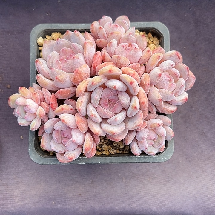 石榴籽新年福利多肉植物