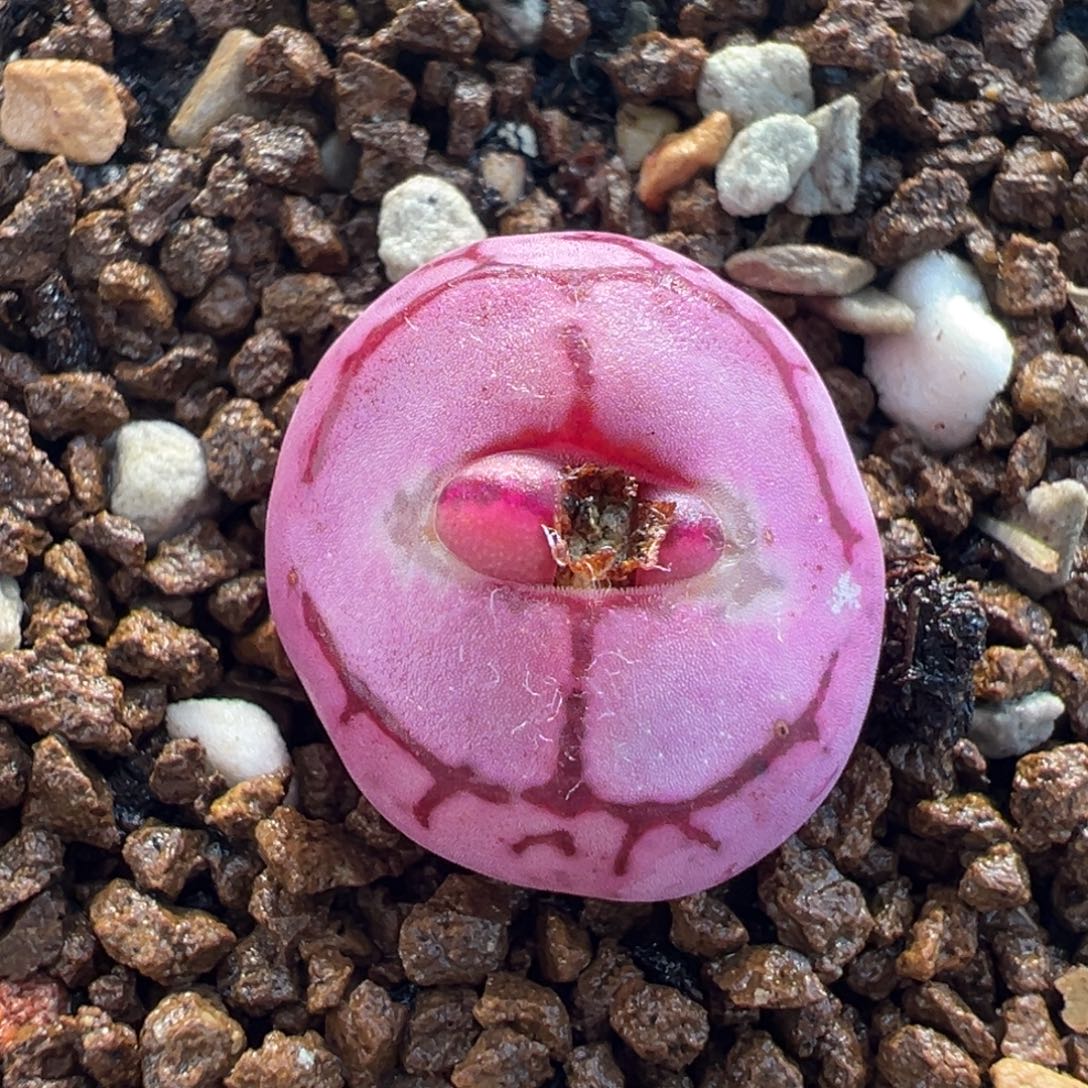 185多肉植物种类多样