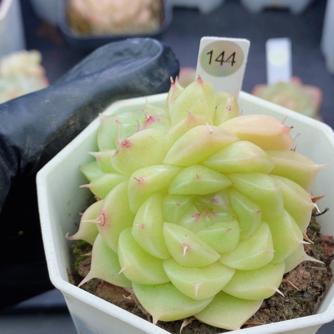 麦秆58包邮  群生不包整144