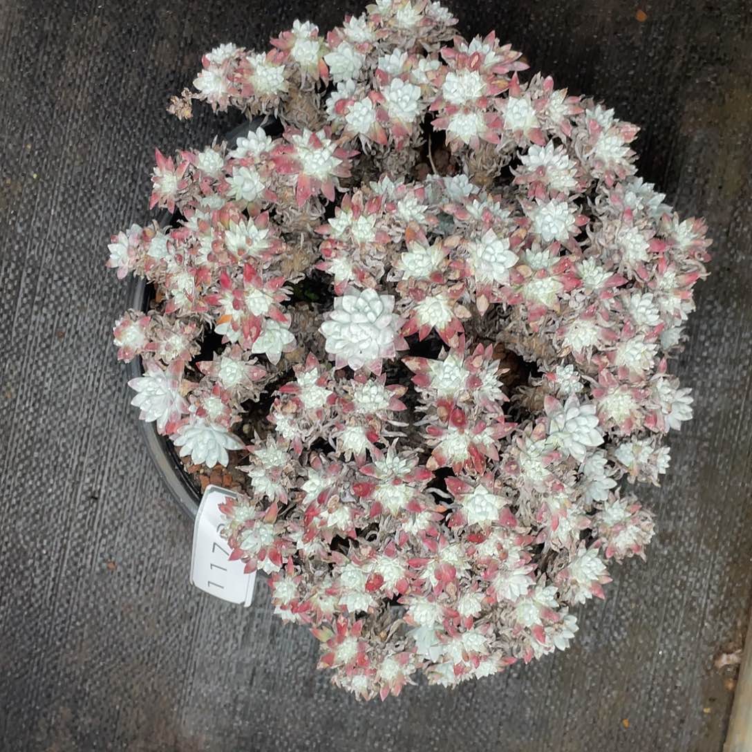 150头大白菊量拍11727