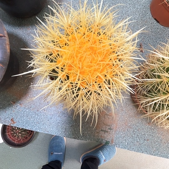 恩*怒虎谢谢谢谢谢谢