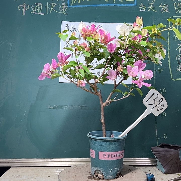 完全开放  福利 漳红樱  1390