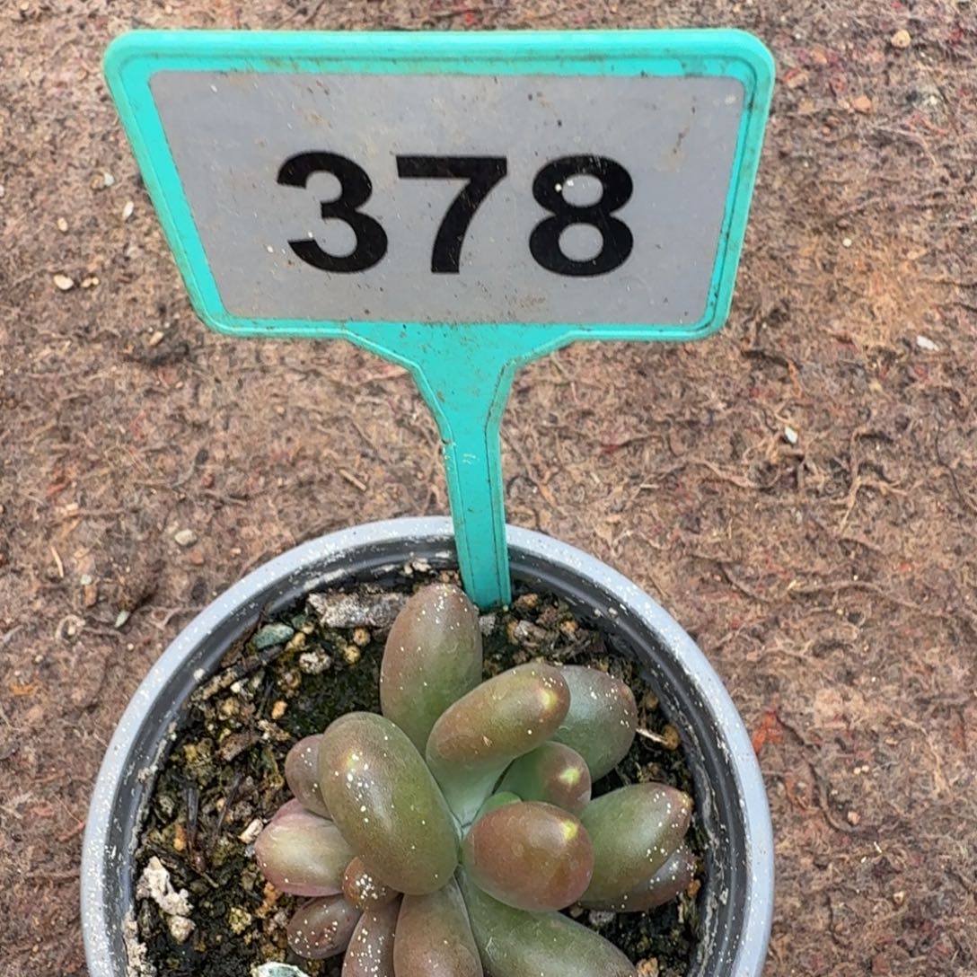 多肉植物摩尔根378