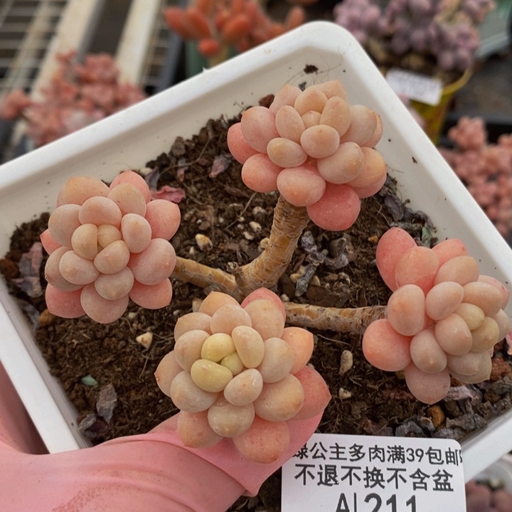 鱼子酱老桩有砍211多肉植物