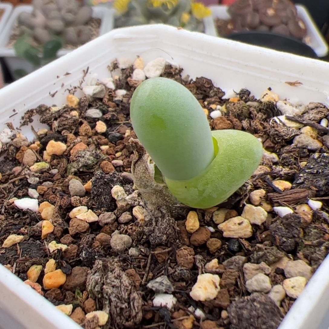 0402号清姬指 多肉植物