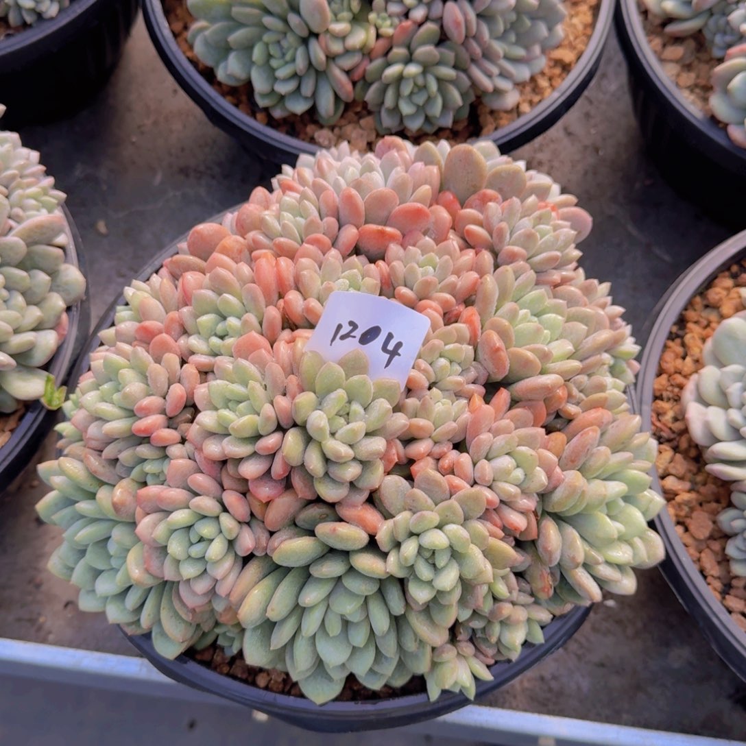 甜***儿1204特殊系统多肉植物