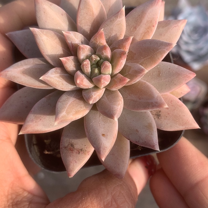 青提美人。（满9.99包邮不满9.99发空盆）