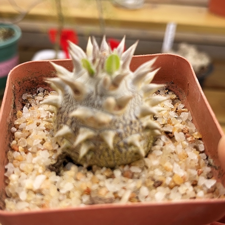 潮流植物蛋型黑皮大黑
