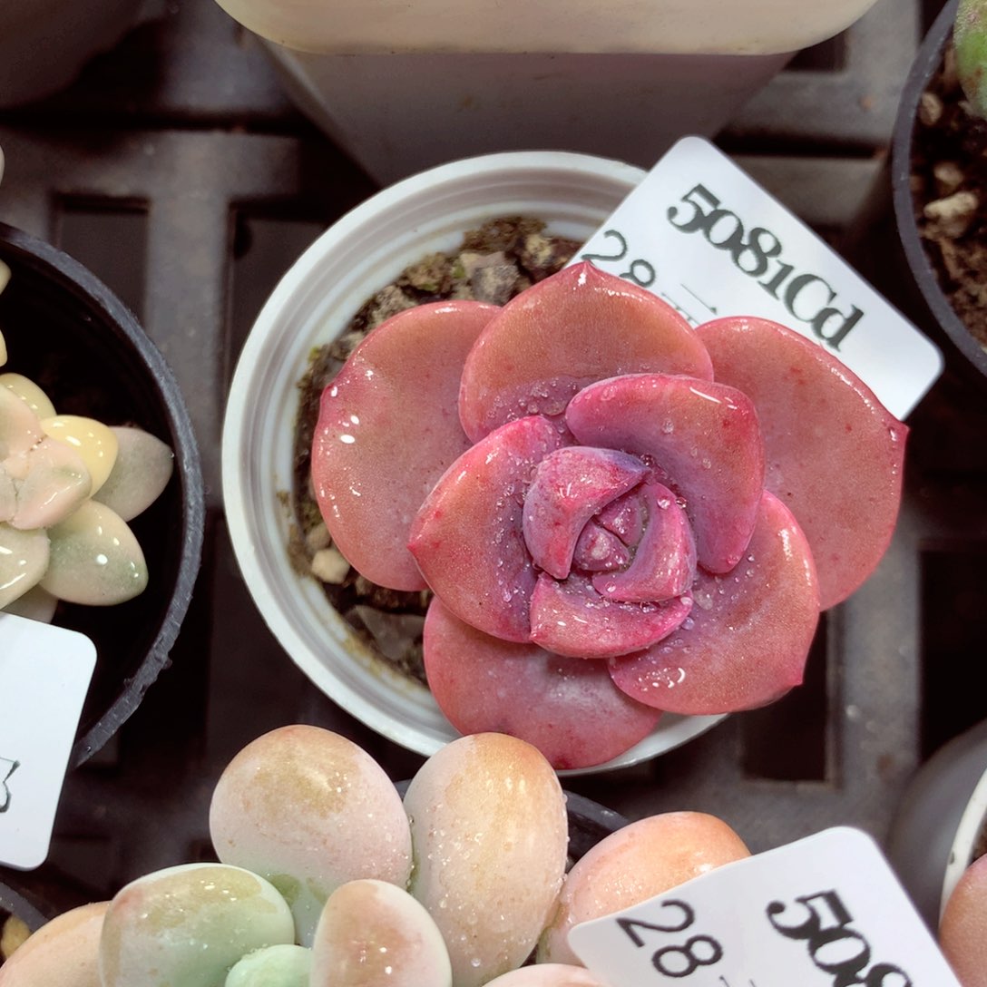 5厘米盆精控多肉5081