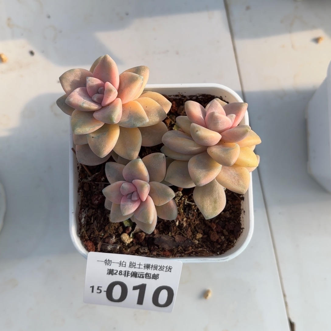 美杏锦整群多肉多肉多肉