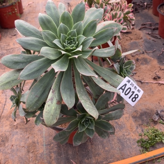 018粉仙桃不包断枝