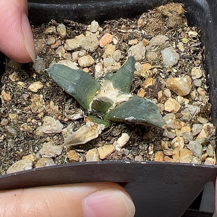 实生牡丹一棵仙人球