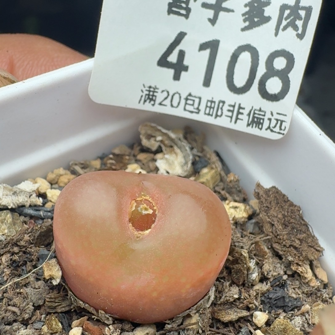 吕氏红宝石带盆土。            