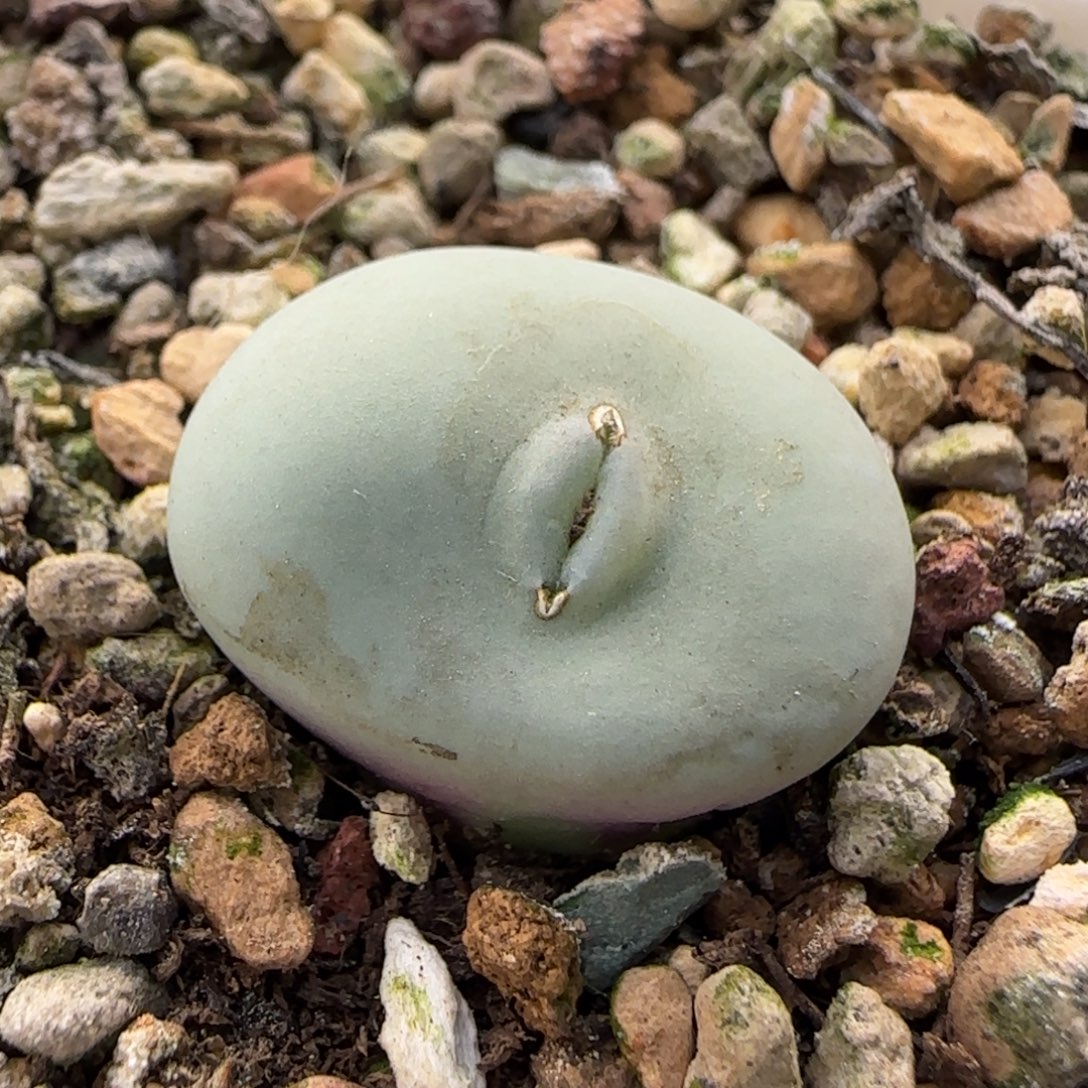 12-27-1-6当天满38包邮清货磨砂皮玻尿酸大g1.9cm脱土