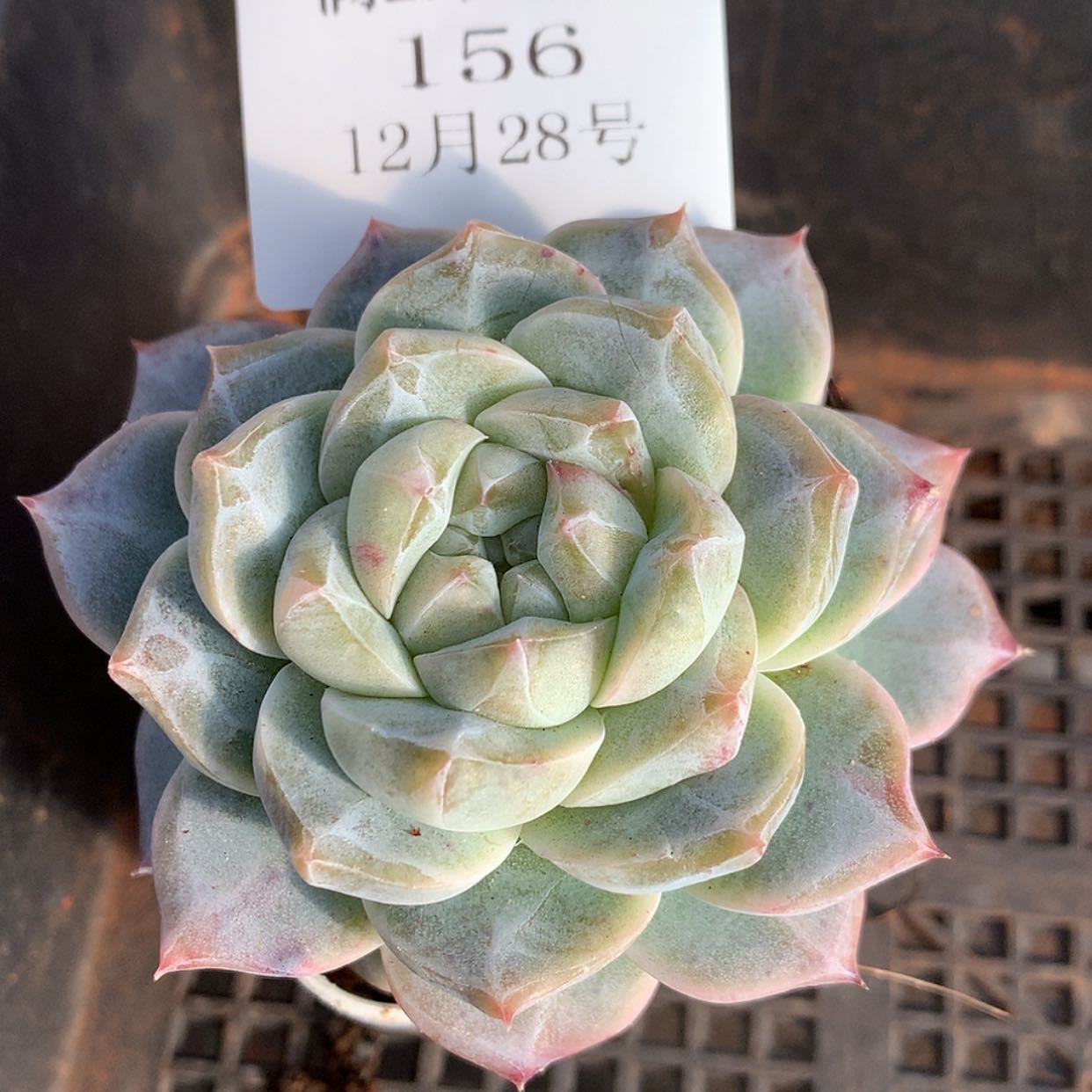 【闪购商品】云156号冰橙