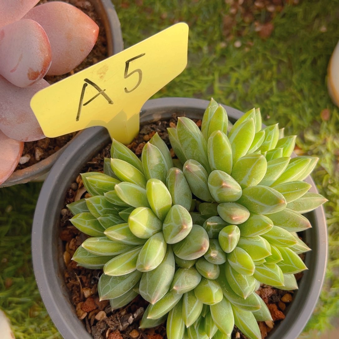 福利来了来了来了来