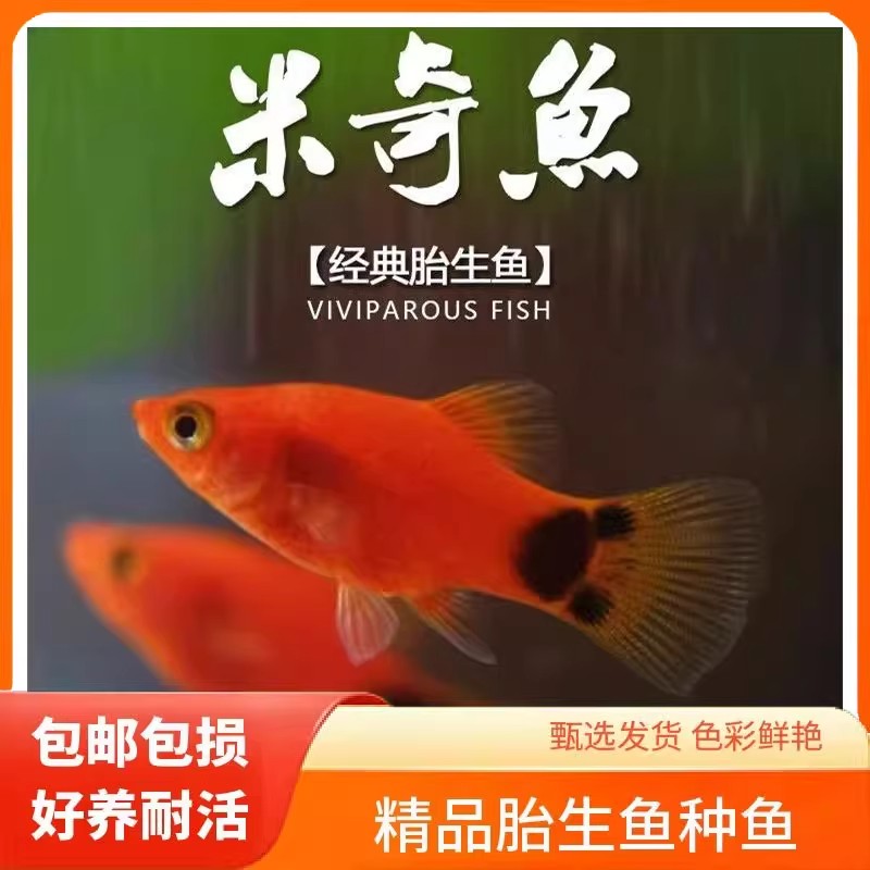 红米奇鱼胎生鱼小型鱼活体热带观赏鱼玛丽鱼孔雀鱼耐养红箭月光鱼
