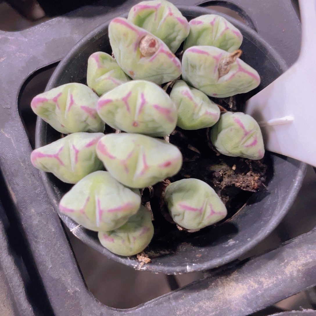 口迪a052一物一拍