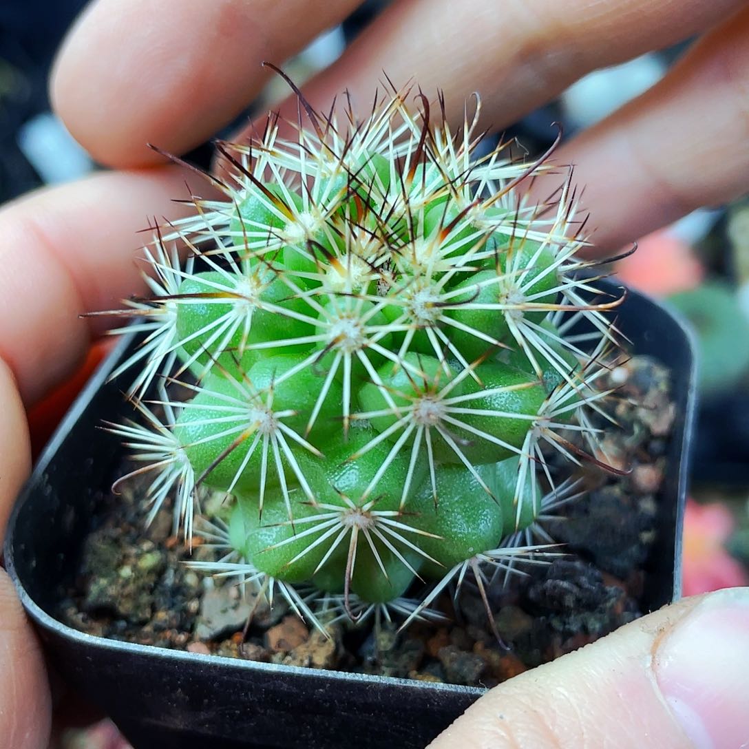 蓬莱宫非偏远地区满25包邮仙人球