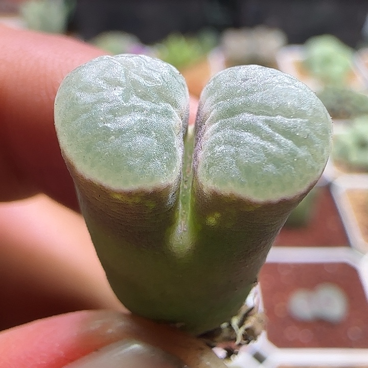     哈哈哈哈哈哈哈。 186