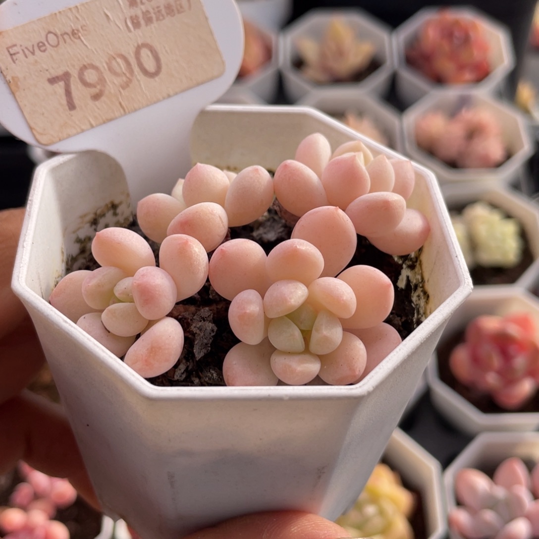 玉如意7990-6.0厘米