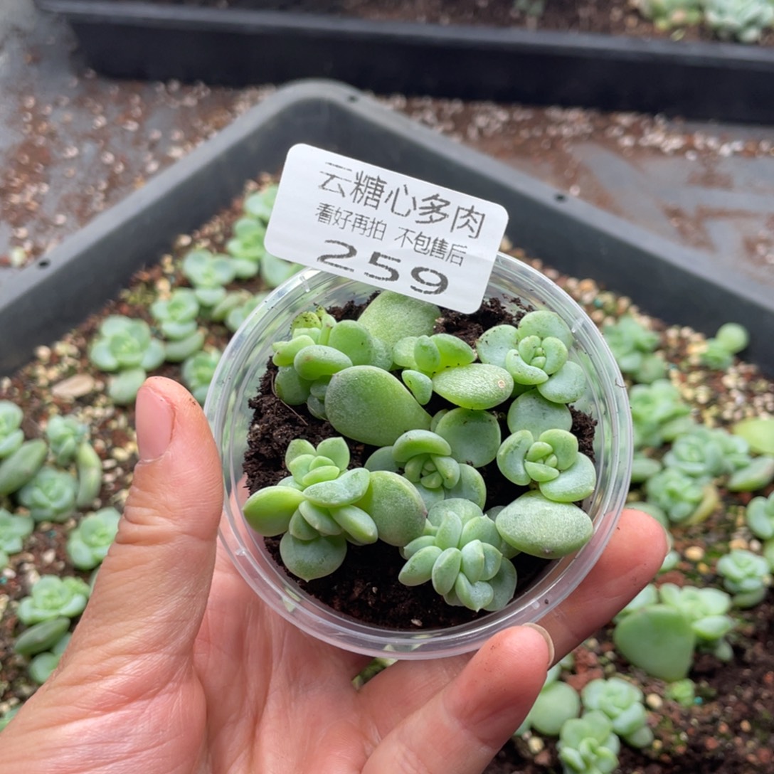 云糖心多肉植物259