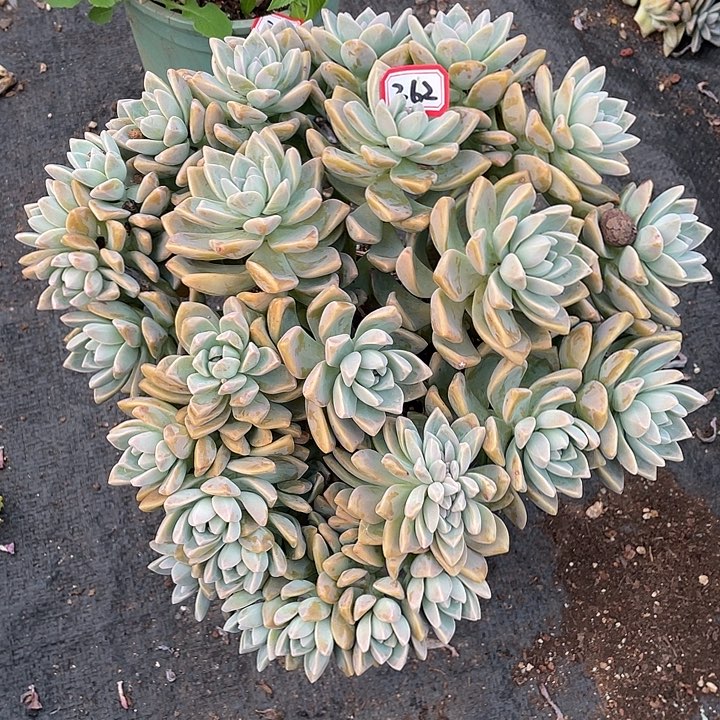 362淡雪缀 一物一拍多肉