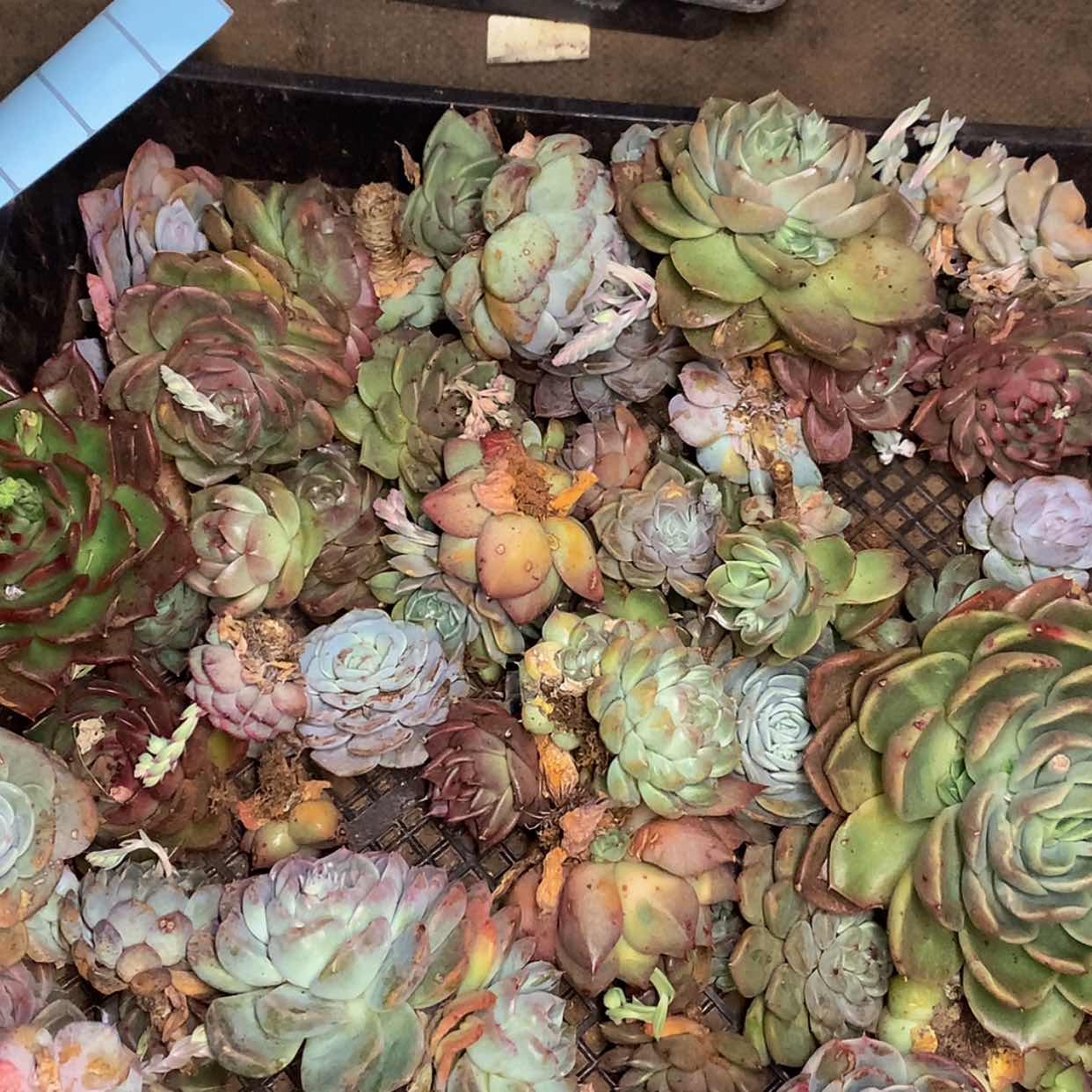 【闪购商品】云547