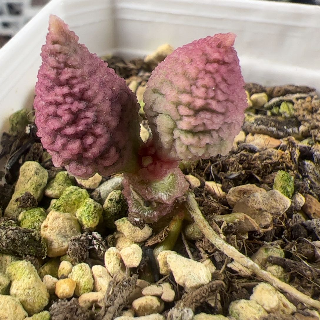 实生新品单头桩多肉植物水泡多肉植物