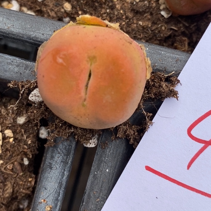 468一颗一颗一颗