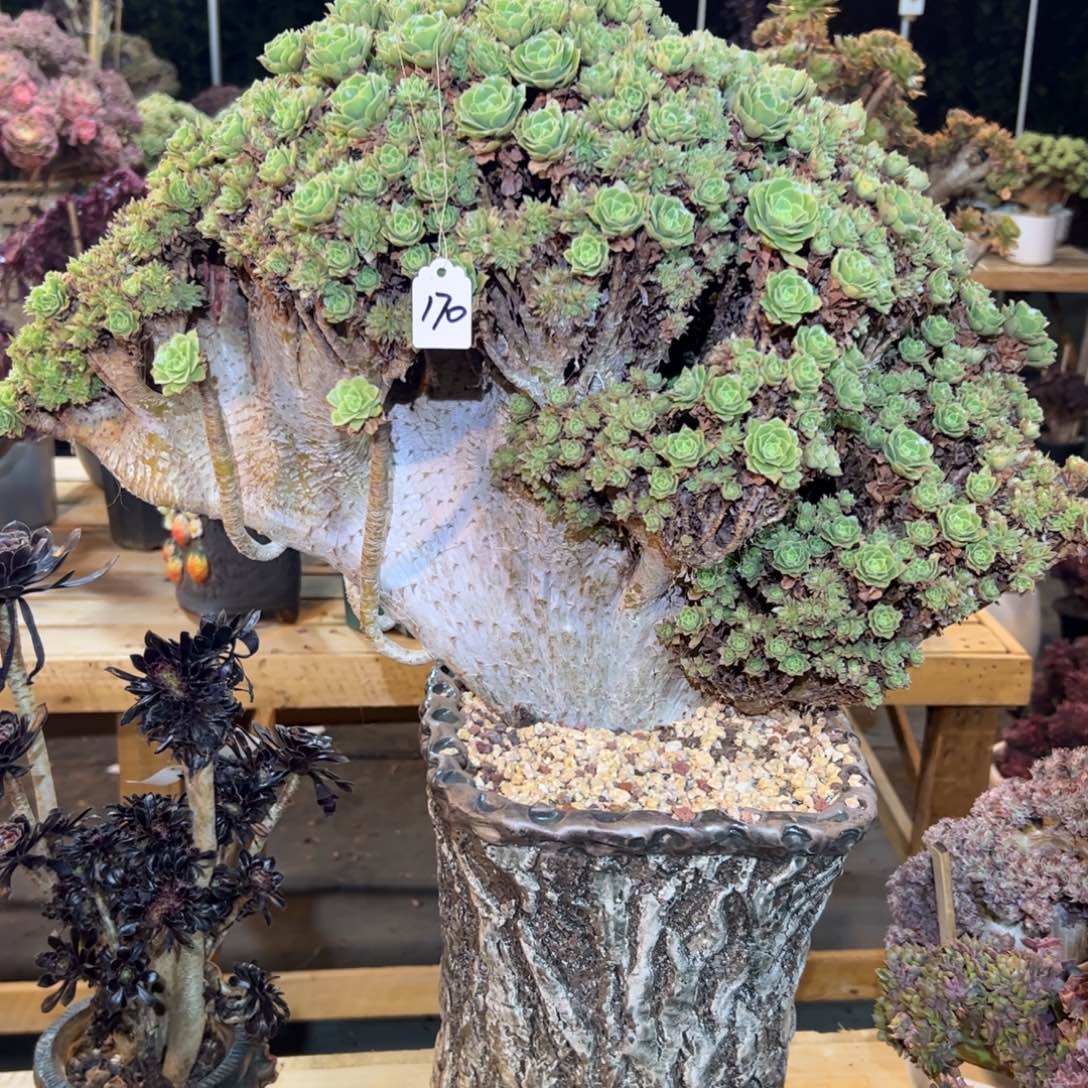 绿杨蓉全朵朵170号