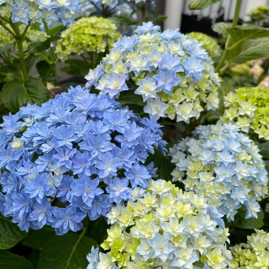 牵牛星一加仑 露天种植苗