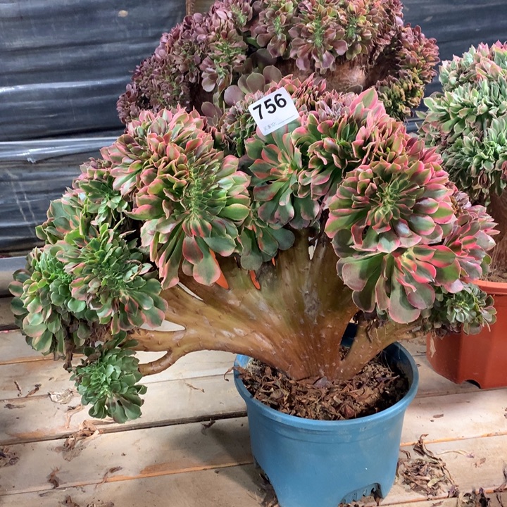 756香妃缀多肉法师