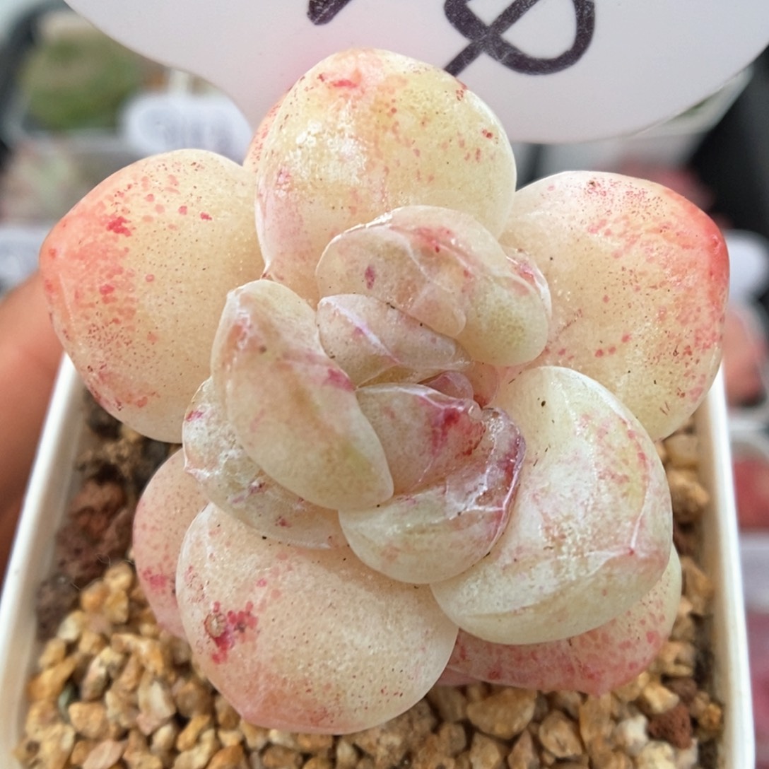 冰玉石化可拍574号。